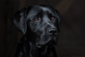 dog, pet, labrador-7671355.jpg